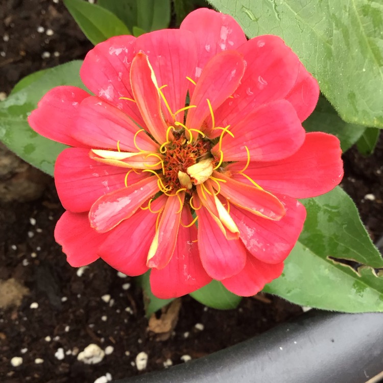 plant image 1597065 plant image 1597065