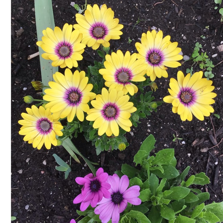 Plant image Osteospermum ecklonis 'Blue Eyed Beauty'
