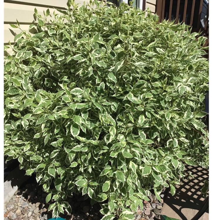 plant image 1597946 plant image 1597946