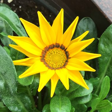 Gazania splendens 'Kiss Yellow'
