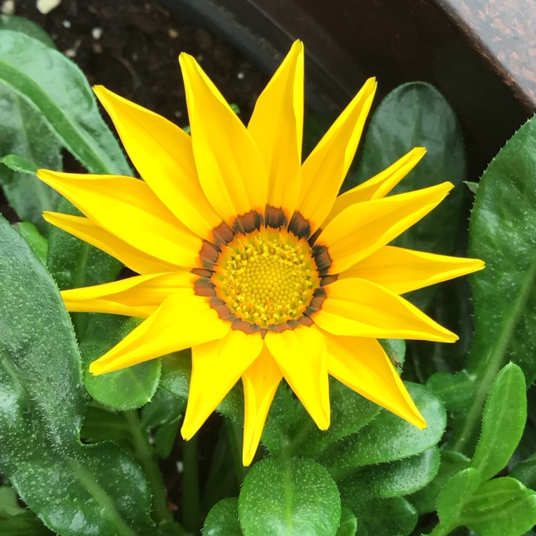 plant image 1598048 plant image 1598048