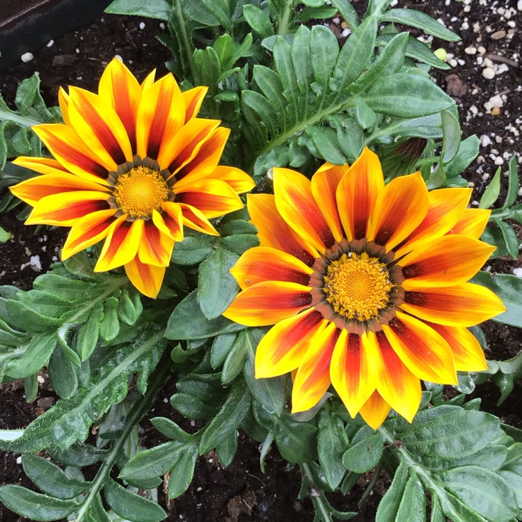 plant image 1598049 plant image 1598049