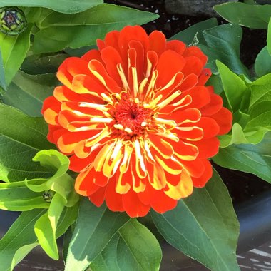 Zinnia elegans