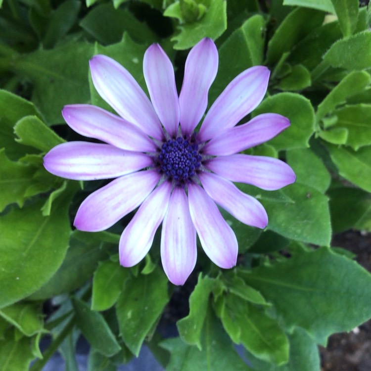 plant image 1599950 plant image 1599950
