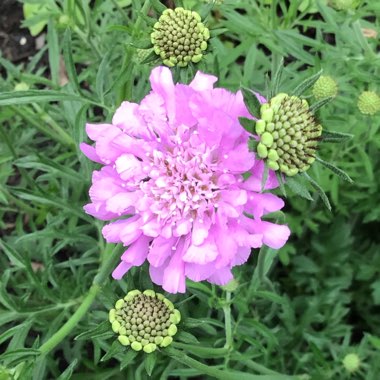 Scabiosa 'Butterfly Blue'