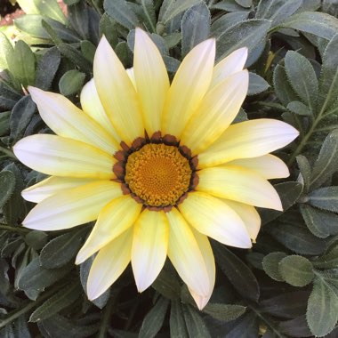 Gazania rigens 'New Day'