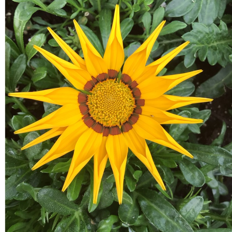 plant image 1601914 plant image 1601914