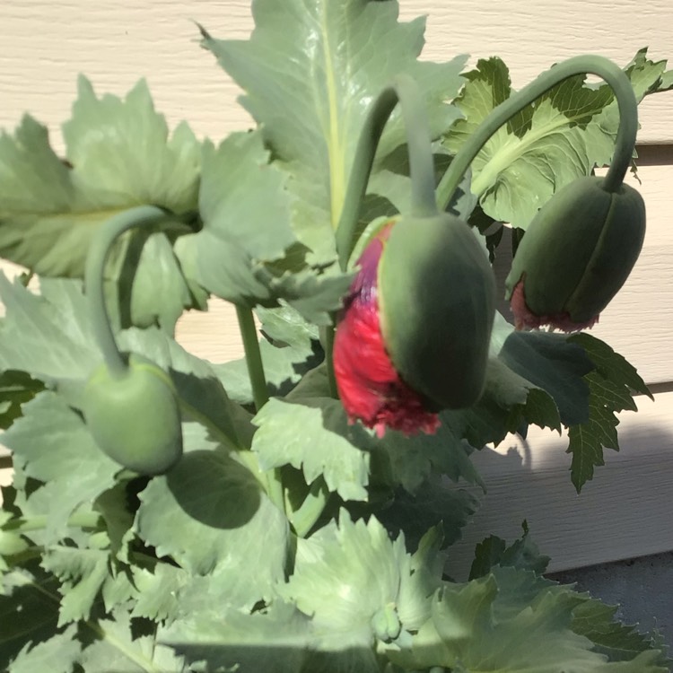 plant image 1602240