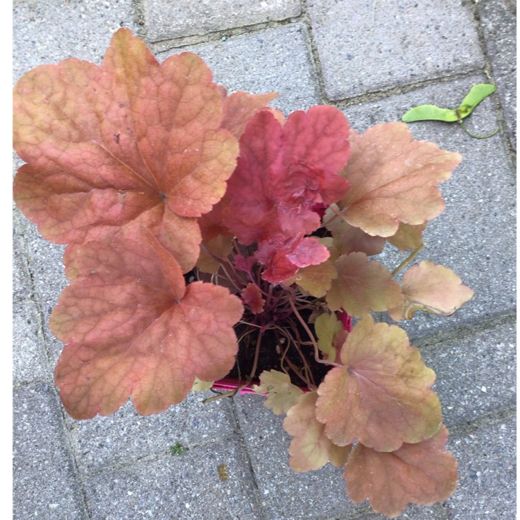 plant image 1602862 plant image 1602862