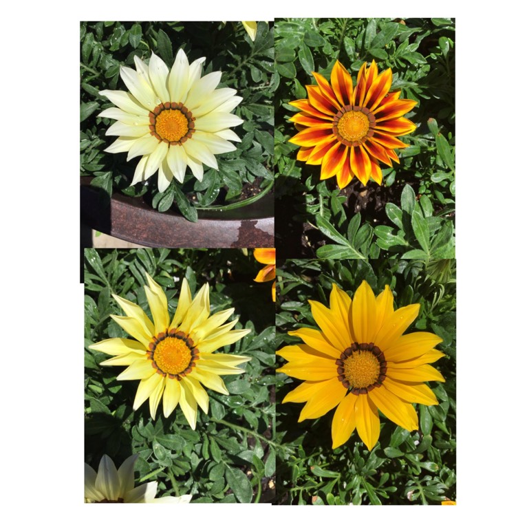plant image 1602976 plant image 1602976