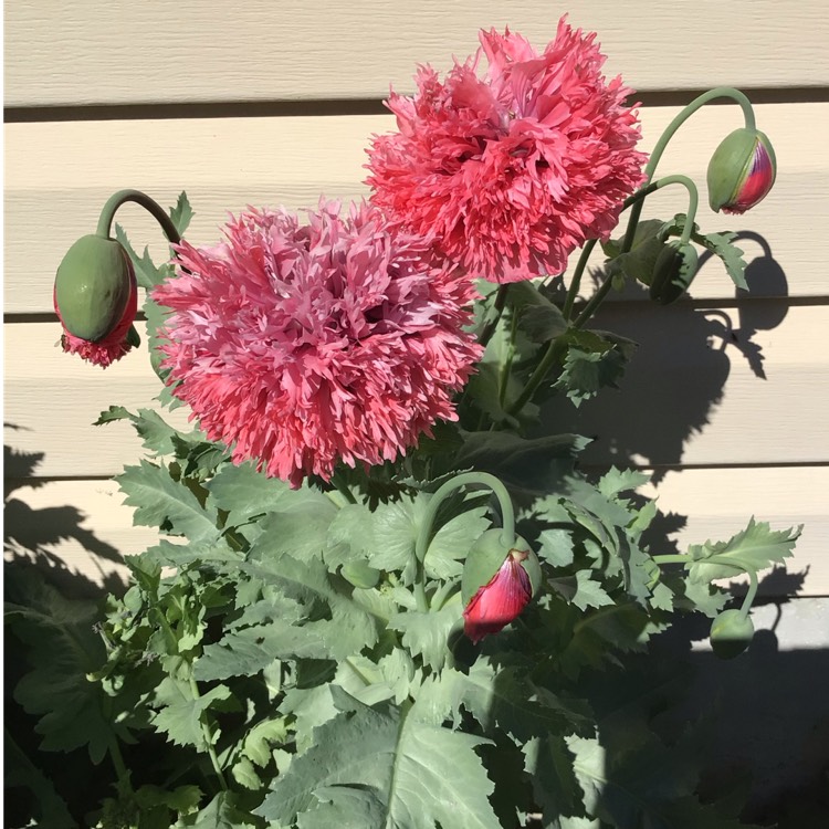plant image 1603232
