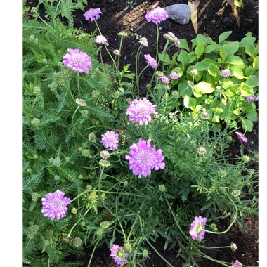 Scabiosa 'Butterfly Blue'