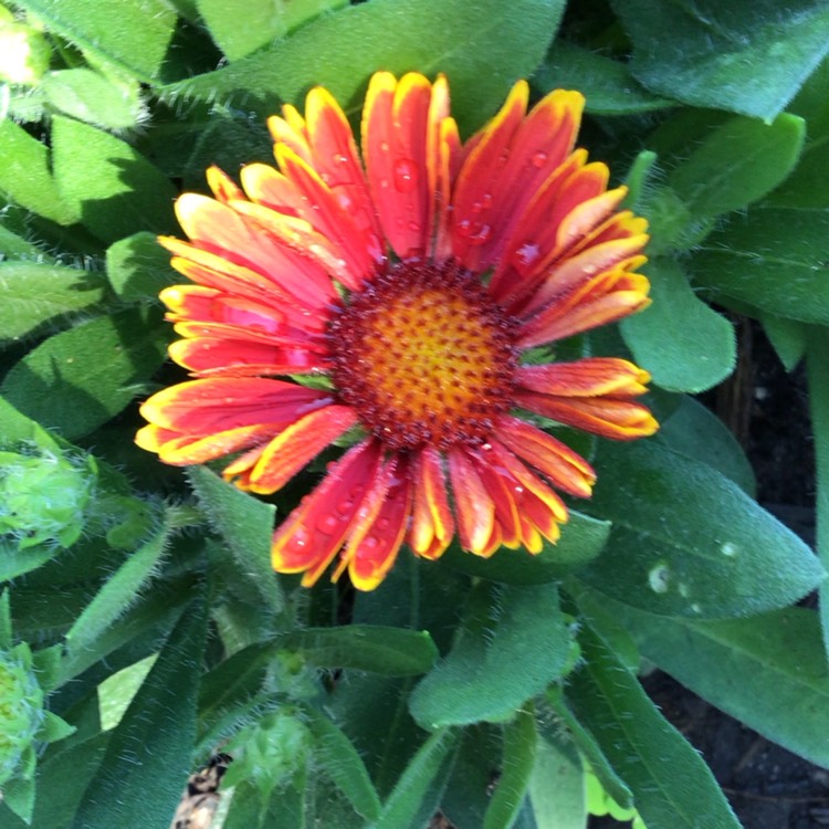 plant image 1603558 plant image 1603558
