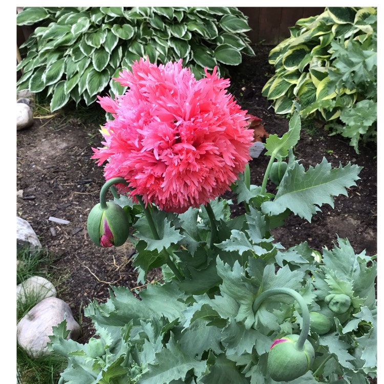 plant image 1603879