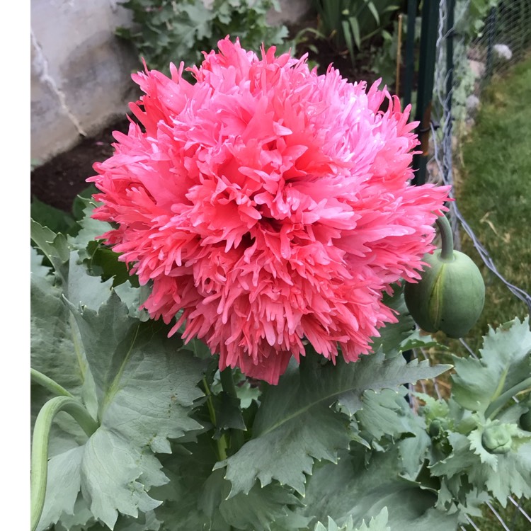 plant image 1603881