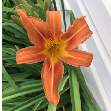 Hemerocallis fulva