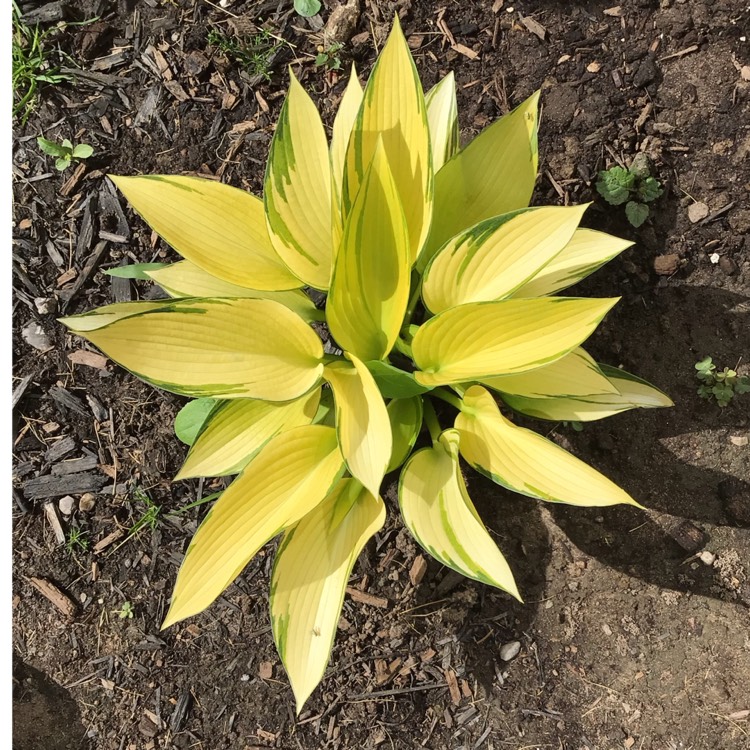 plant image 1604202 plant image 1604202