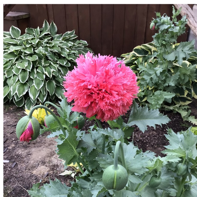 plant image 1604373