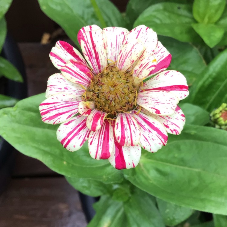 plant image 1604869 plant image 1604869