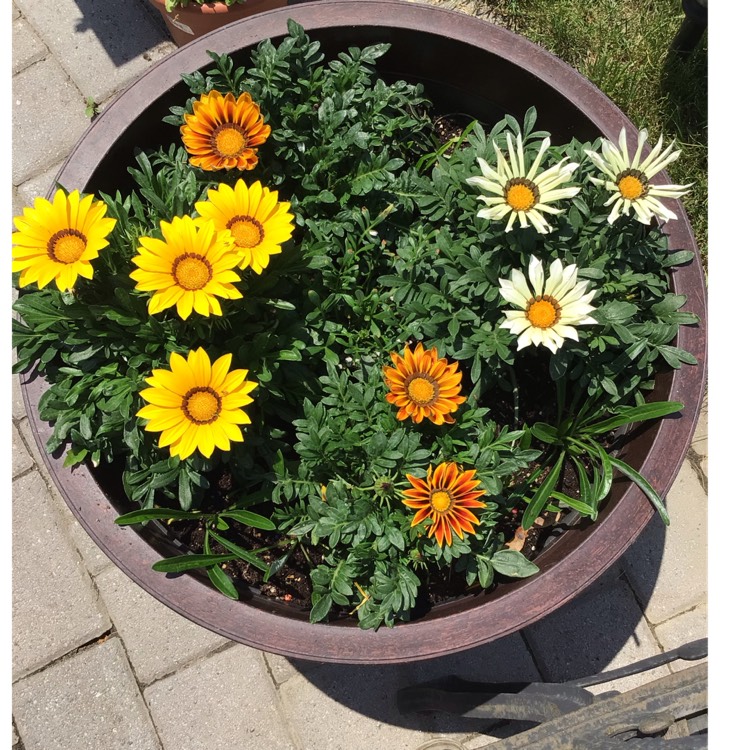 plant image 1605216 plant image 1605216