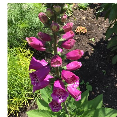 Digitalis purpurea 'Dalmatian Purple'