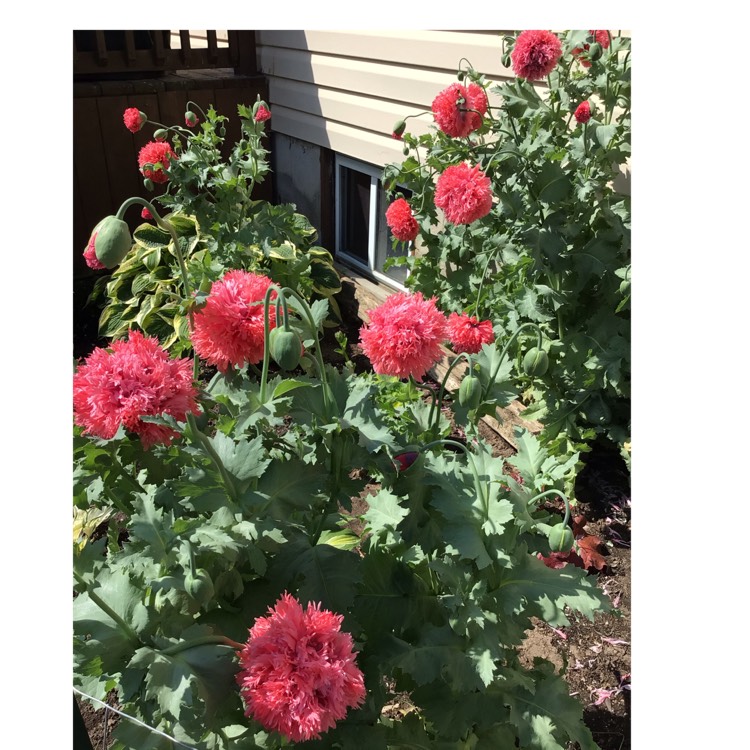 plant image 1605774