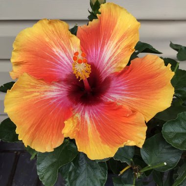 Hibiscus rosa-sinensis