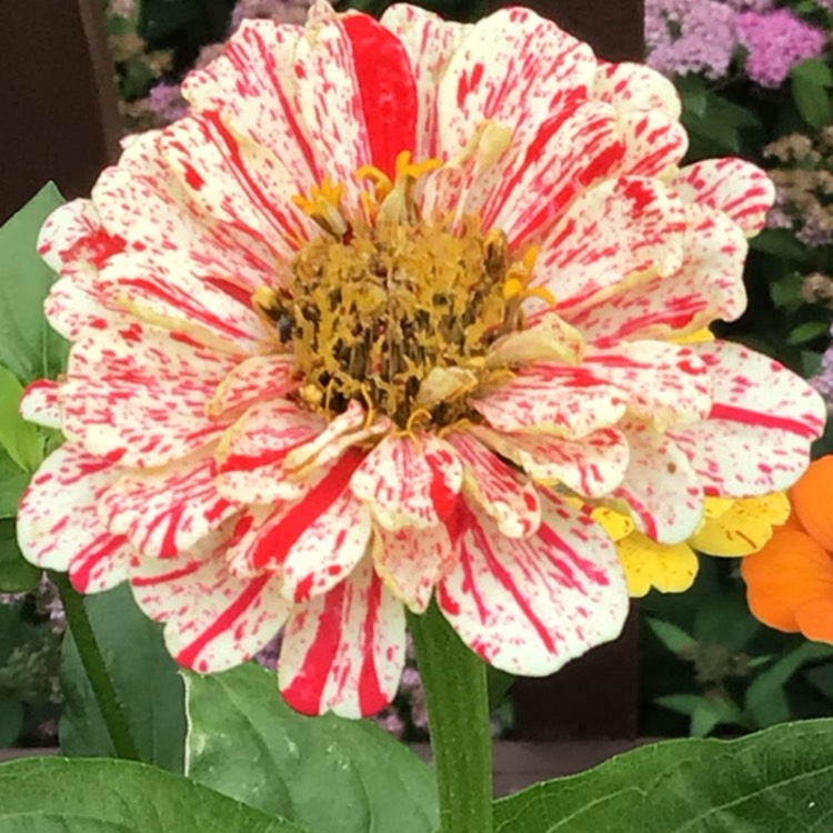 plant image 1607456 plant image 1607456