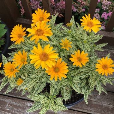Heliopsis Helianthoides 'Sunstruck' PP22524