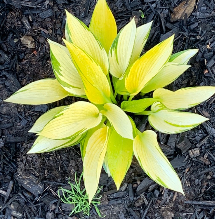 plant image 1608590 plant image 1608590