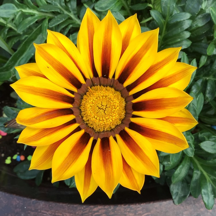 plant image 1609441 plant image 1609441