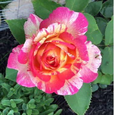 Rosa (Floribunda)