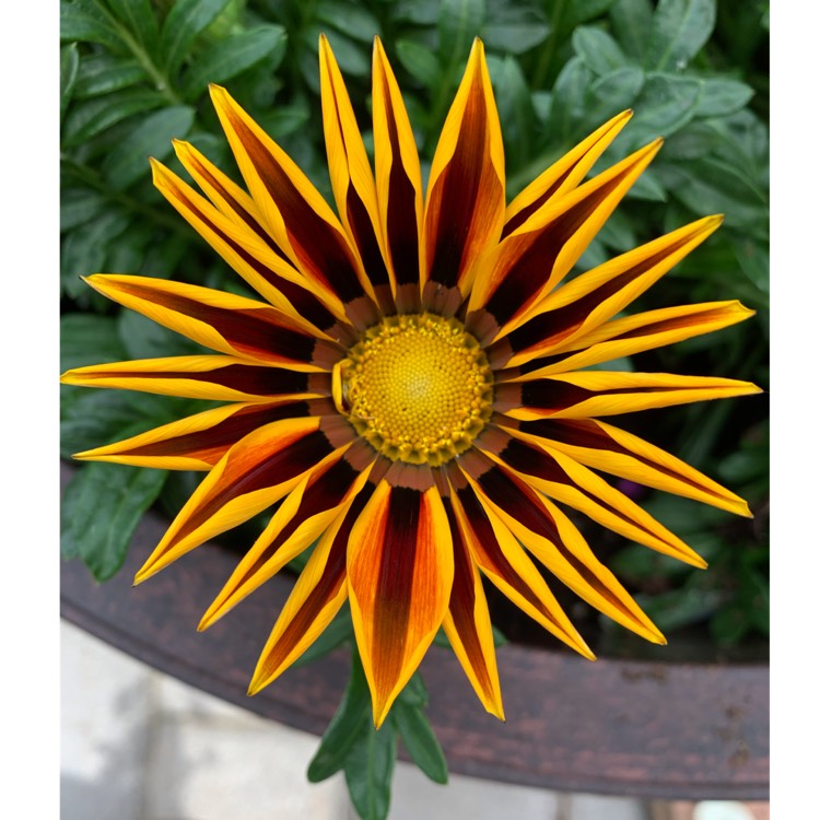 plant image 1609731 plant image 1609731