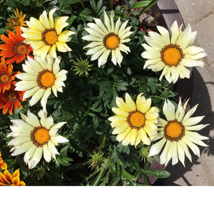 plant image 1610385 plant image 1610385