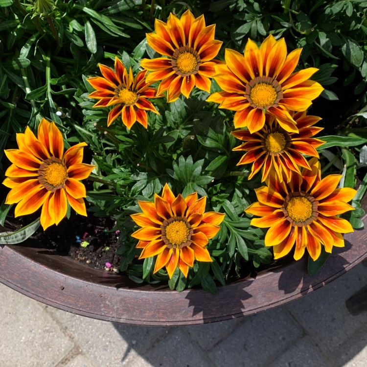 plant image 1611035 plant image 1611035
