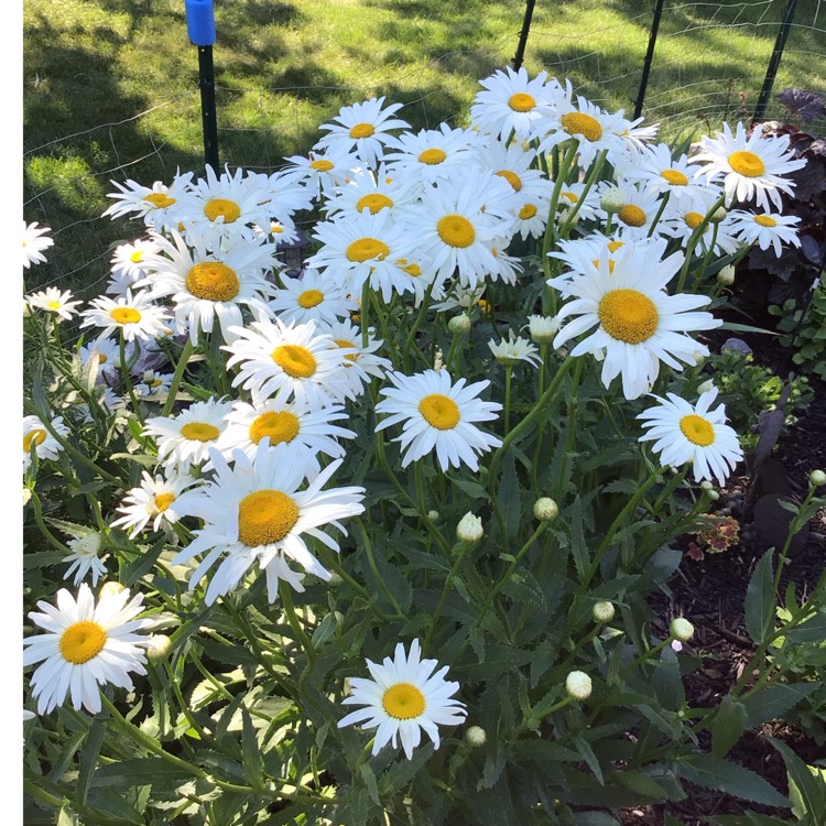 plant image 1611631