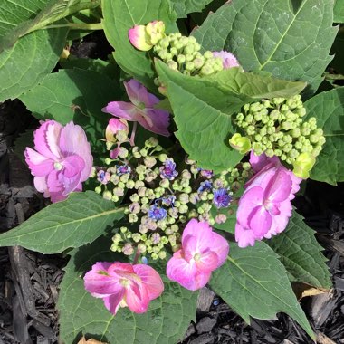 Hydrangea serrata 'Mak 20' syn. Hydrangea serrata 'Tuff Stuff', Hydrangea serrata 'Cotton Candy', Hydrangea serrata 'Flair & Flavours Cotton Candy'