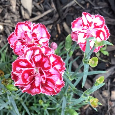 Dianthus plumarius