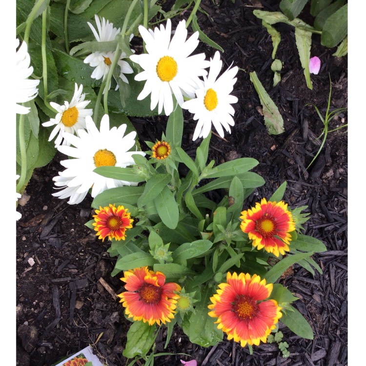 plant image 1612416 plant image 1612416