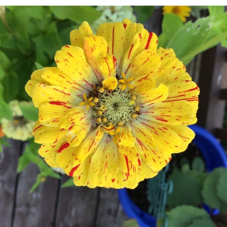 plant image 1614126 plant image 1614126