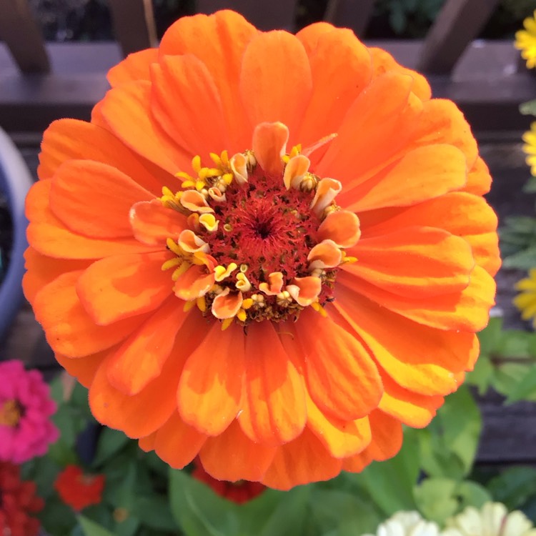 plant image 1614127 plant image 1614127
