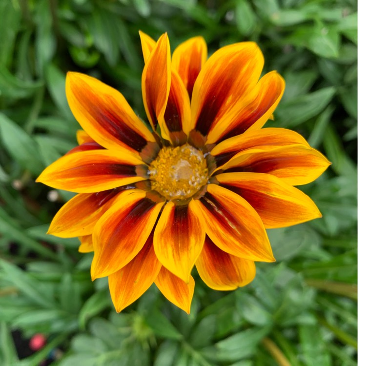 plant image 1614437 plant image 1614437