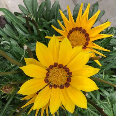 Gazania splendens 'Kiss Yellow'