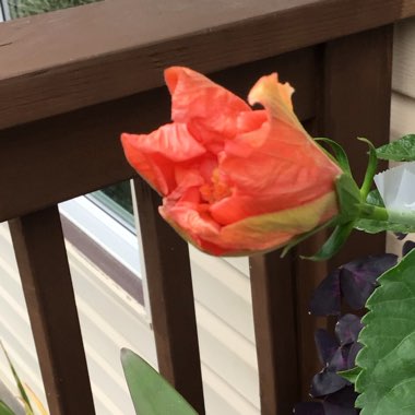 Hibiscus rosa-sinensis