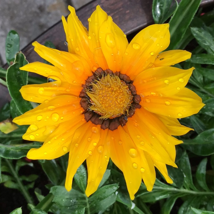plant image 1615869 plant image 1615869