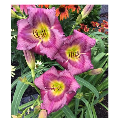 Hemerocallis 'Mildred Mitchell'