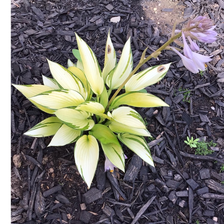 Plant image Hosta (Tardiana Group) 'June Fever'