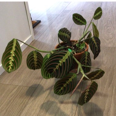 Maranta leuconeura 'Fascinator Tricolour'