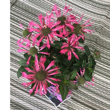 Monarda
