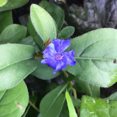 Ceratostigma willmottianum 'Sapphire Ring'